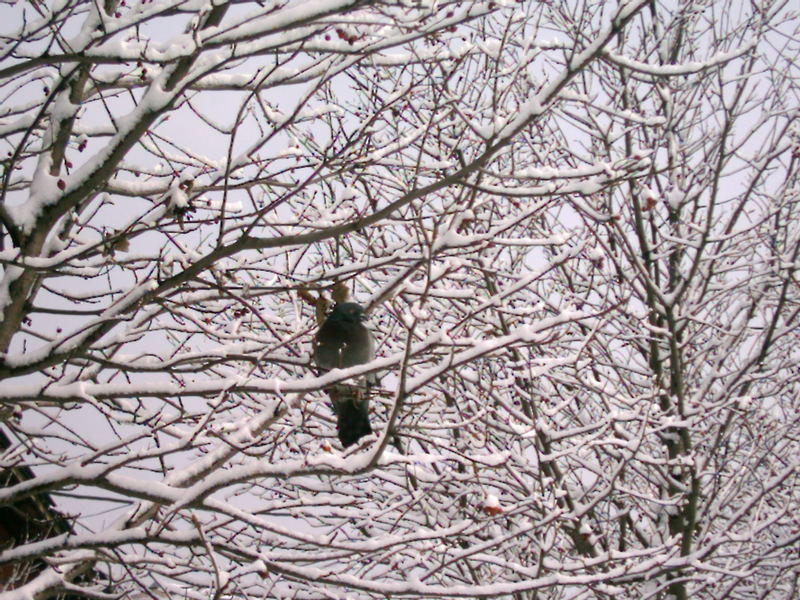Peagon in the frozen tree...