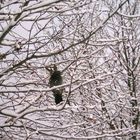 Peagon in the frozen tree...