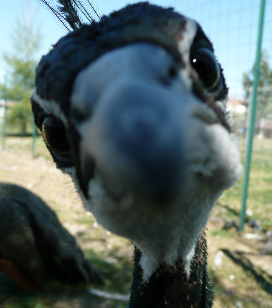 peahen