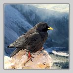 Peak of Dachstein: Alpine Chough, Pyrrhocorax graculus