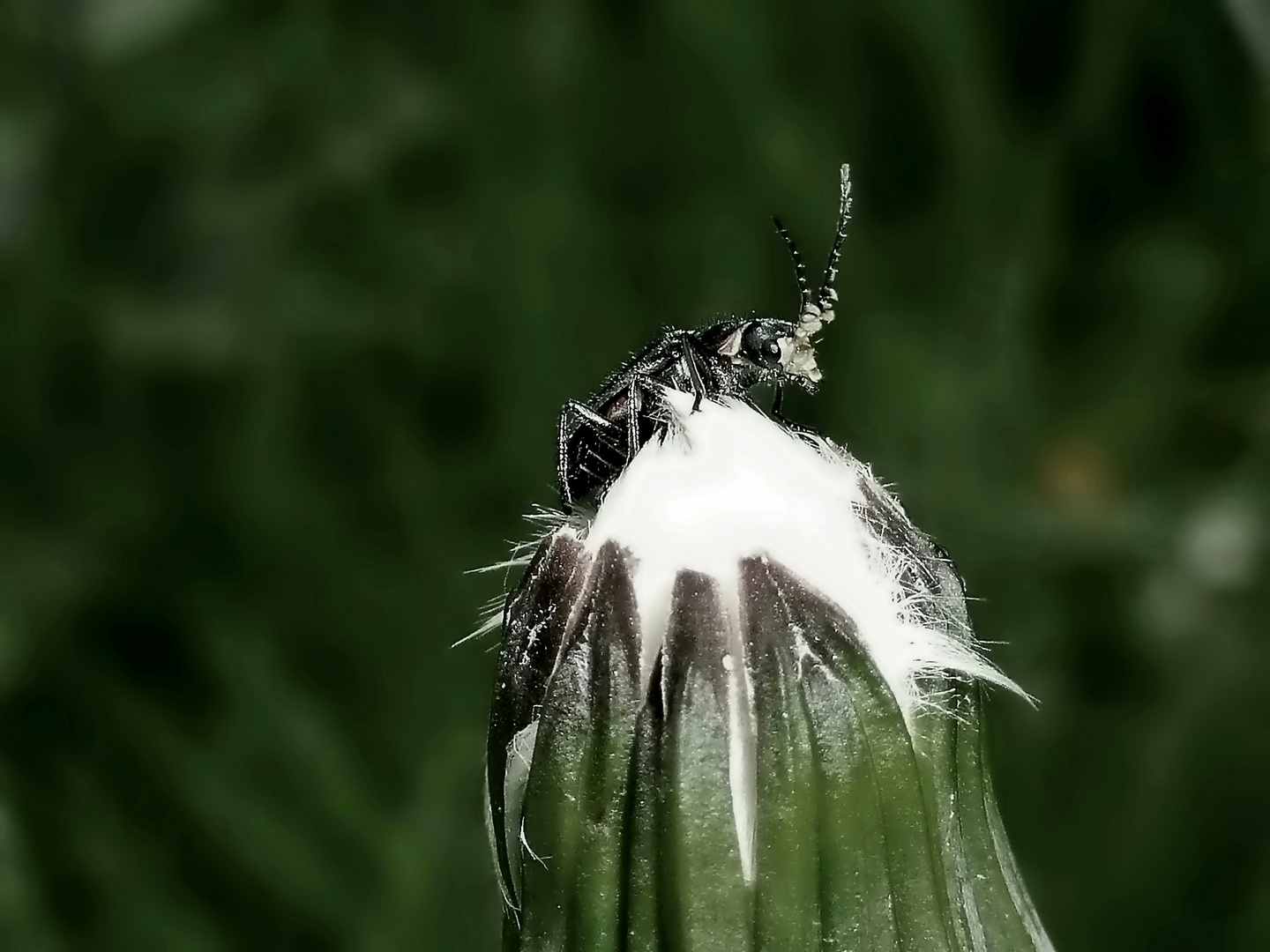 Peak Point der Pusteblume