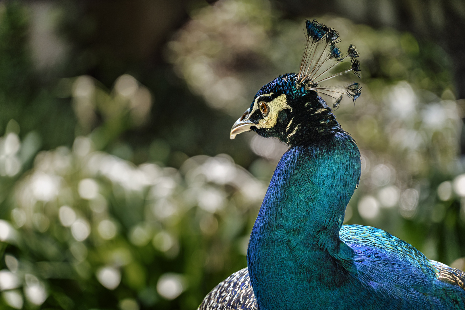 Peakcock Portrait