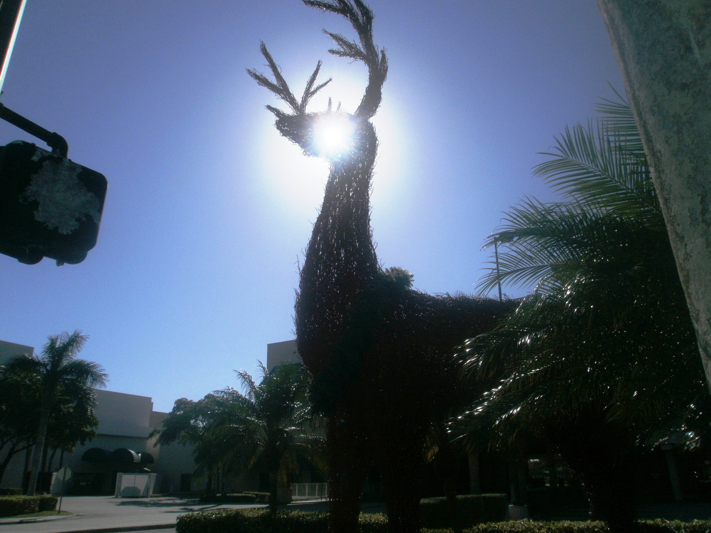 Peaking Sun and a Reindeer