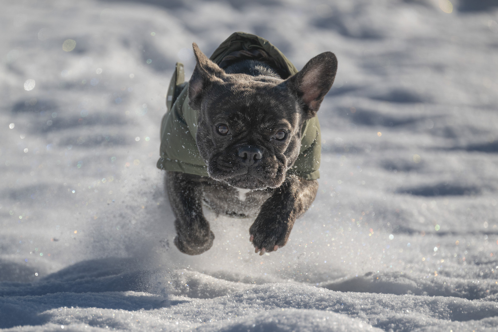 Peanut im Schnee