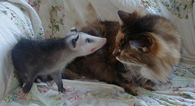 Peanut the cat and a opossum