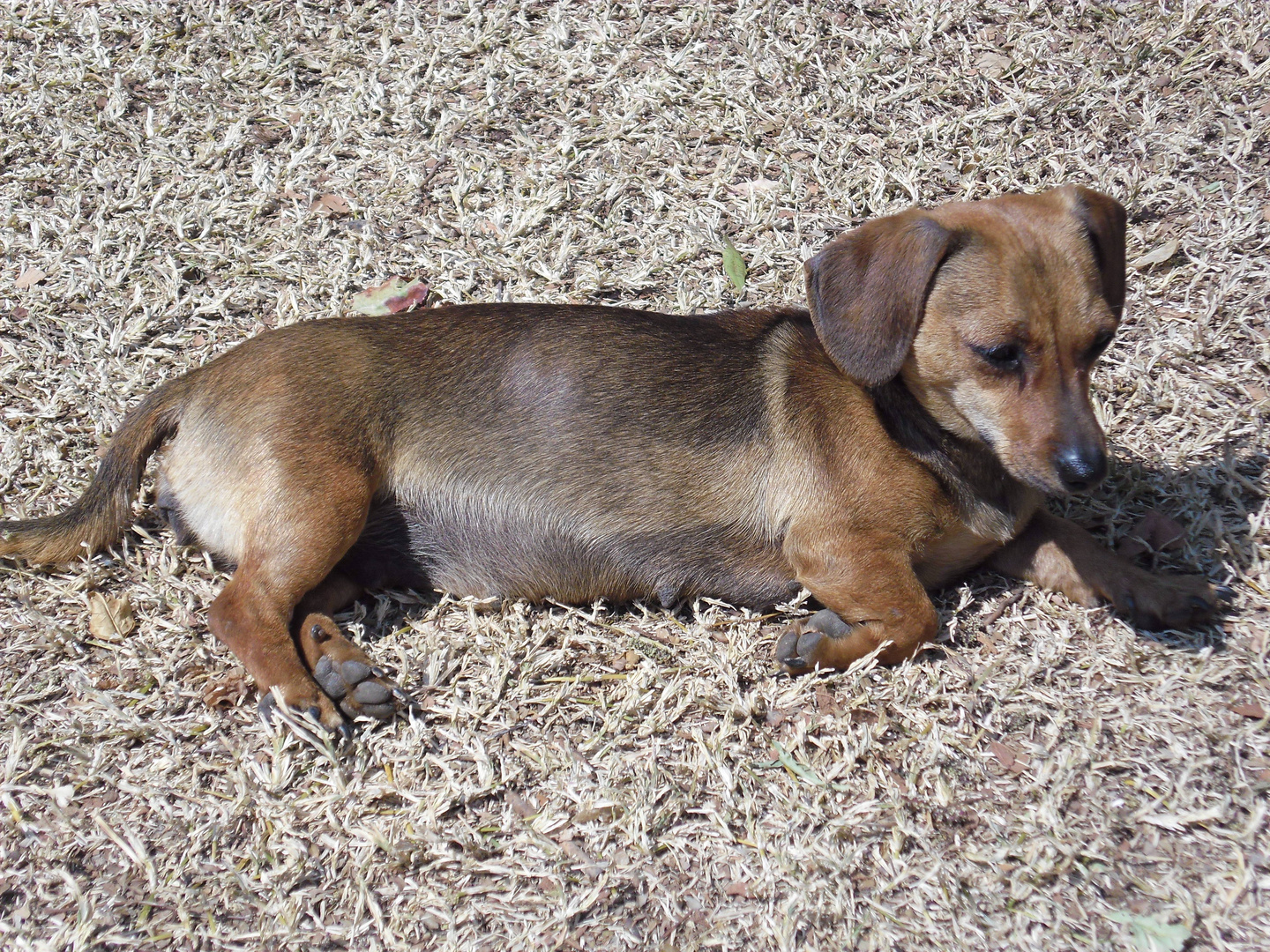 Peanut the Dachshund