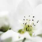 pear blossoms - Birnenblüte