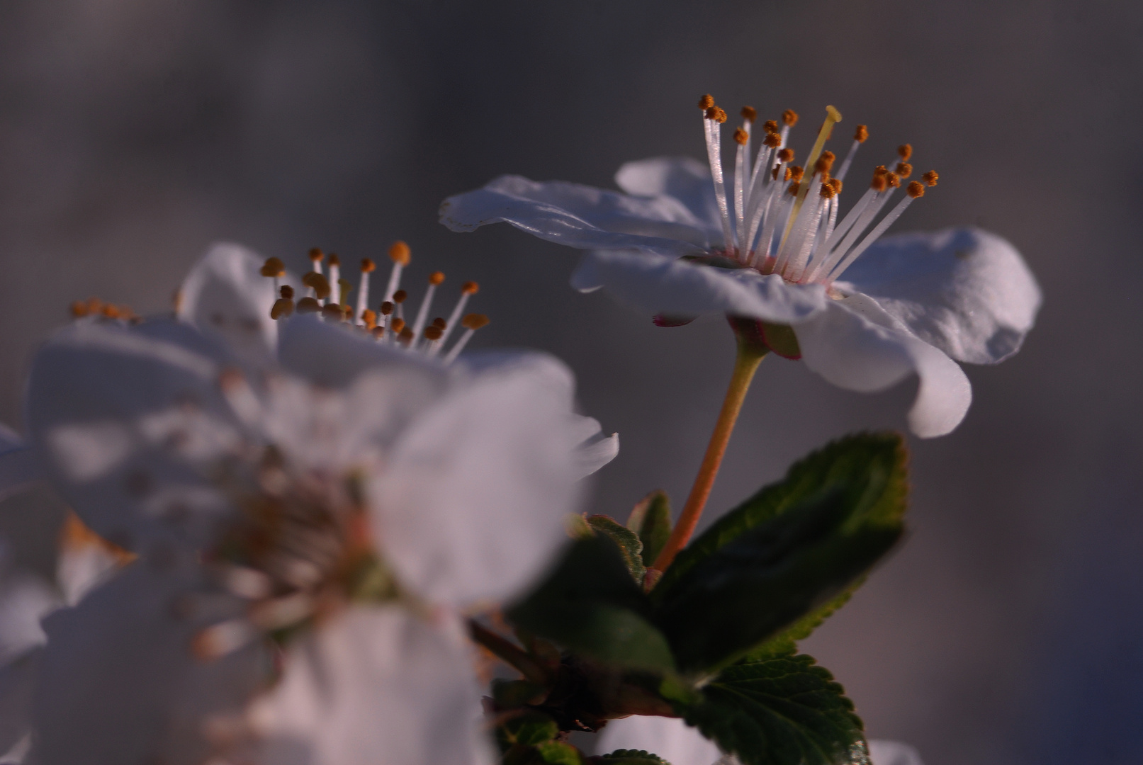 Pear Flower