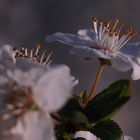 Pear Flower