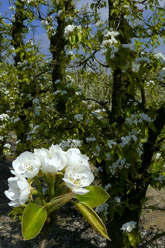 Pear tree blossoms 