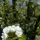 Pear tree blossoms 