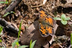 Pearl Crescent (Phyciodes tharos)