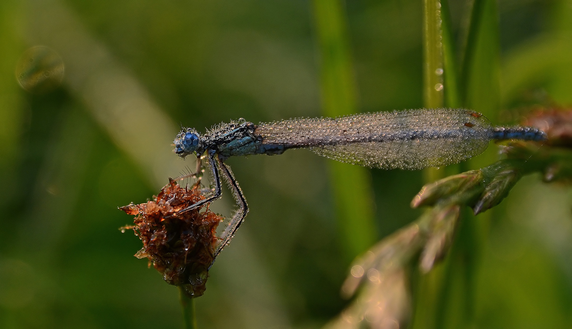 *pearl dragonfly*