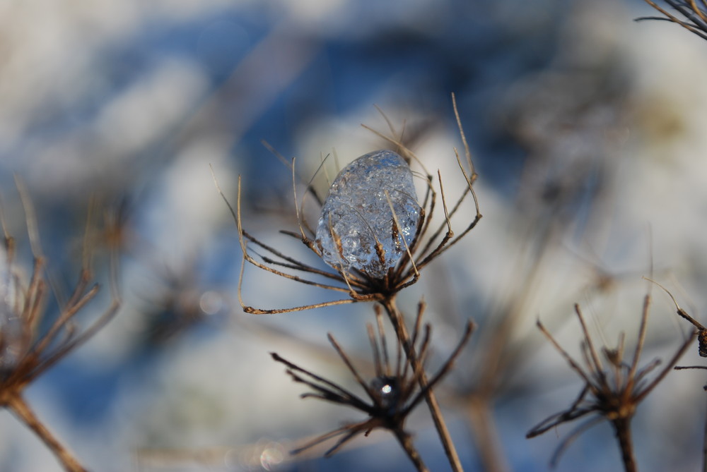 Pearl Of Winter