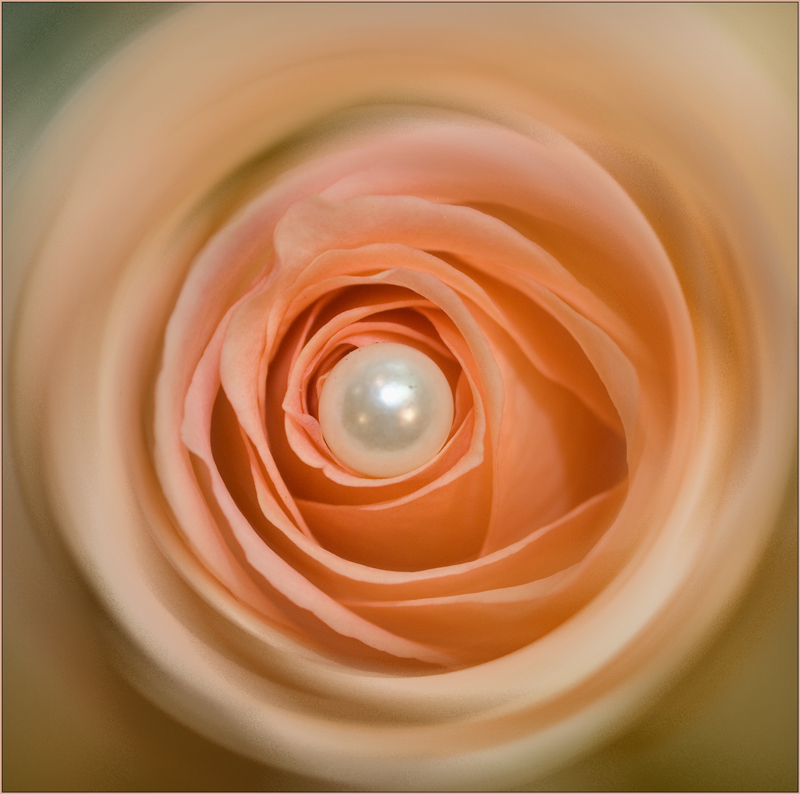 Pearl on a rose