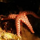 Pearl sea star