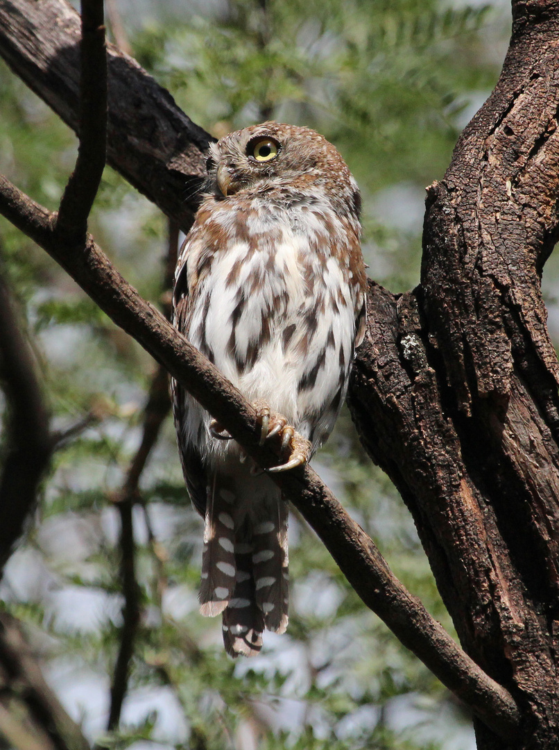 Pearl-spotted Owlet