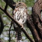 Pearl-spotted Owlet