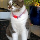 Pearl, the Museum Cat