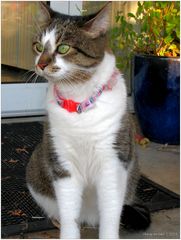 Pearl, the Museum Cat