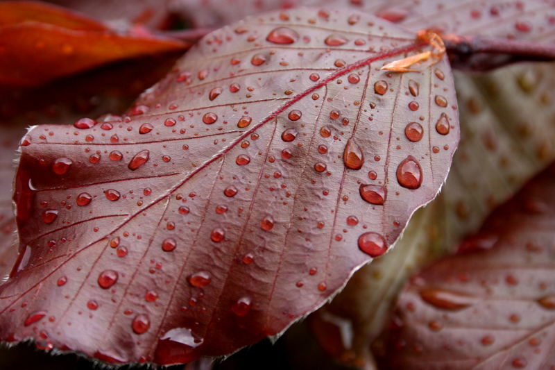 Pearled Leaf