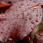 Pearled Leaf