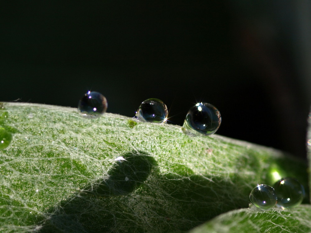 Pearls