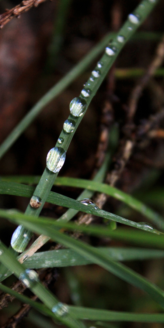 pearls