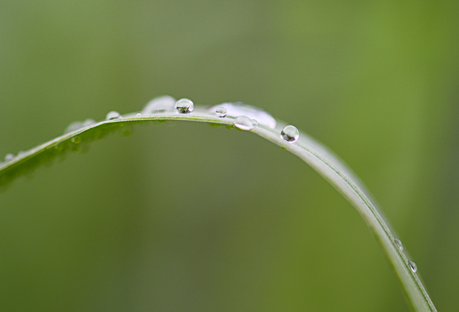 Pearls