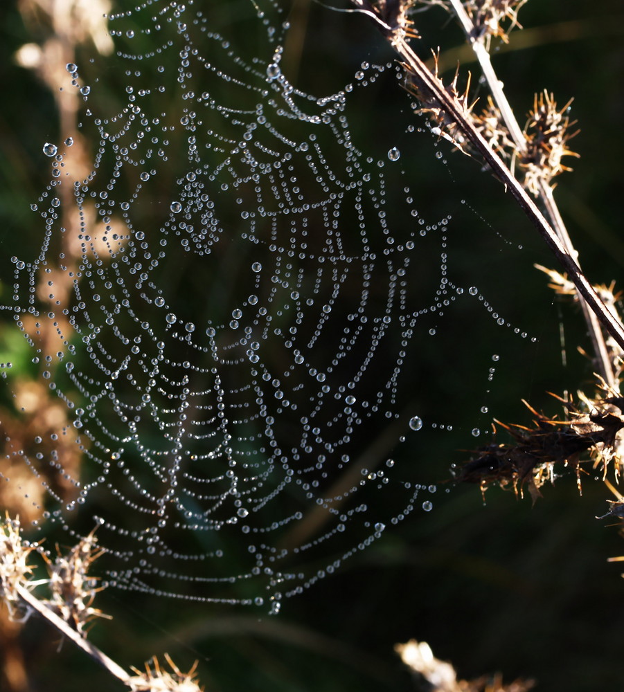 pearls and prickles