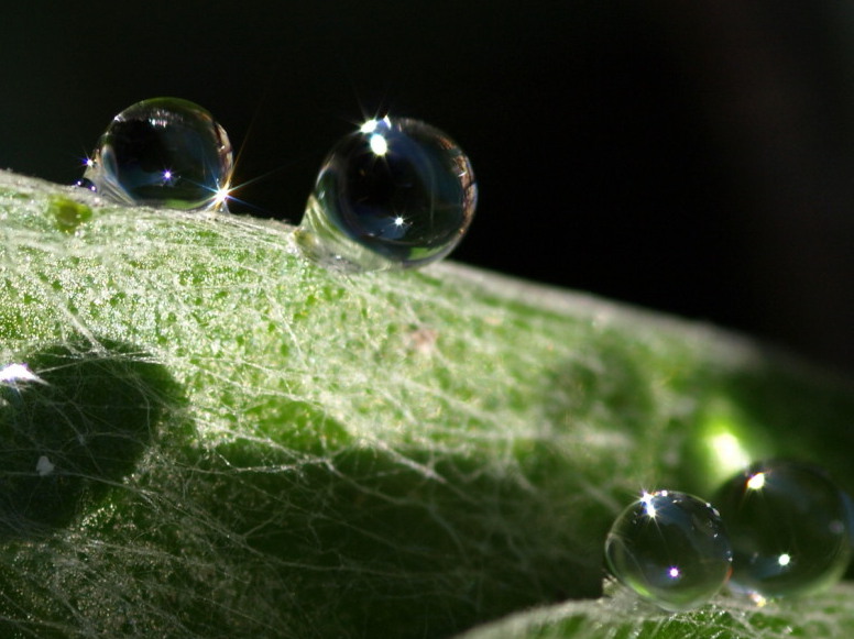 Pearls