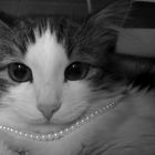 Pearls - best cat's friends