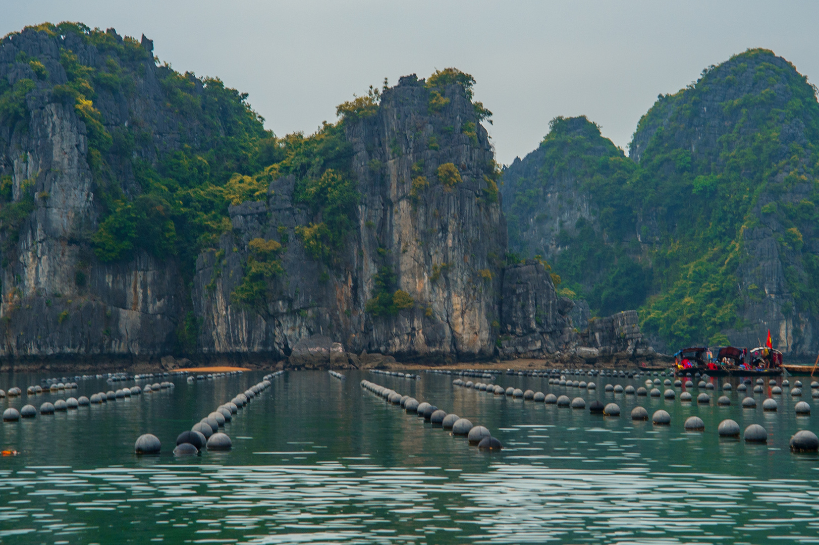 Pearls breed in Halong Bay