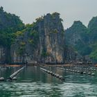 Pearls breed in Halong Bay