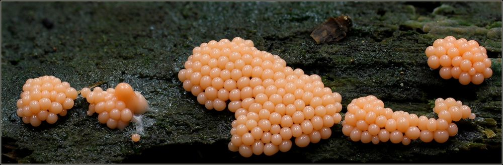 pearls...........