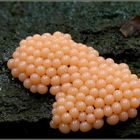 pearls...........