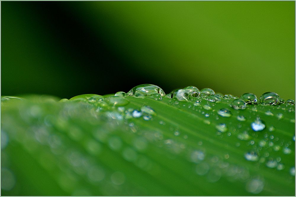 Pearls in green