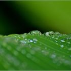 Pearls in green