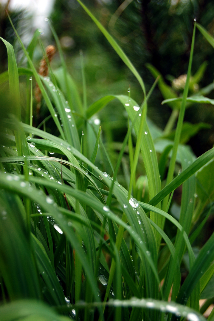 pearls of dew