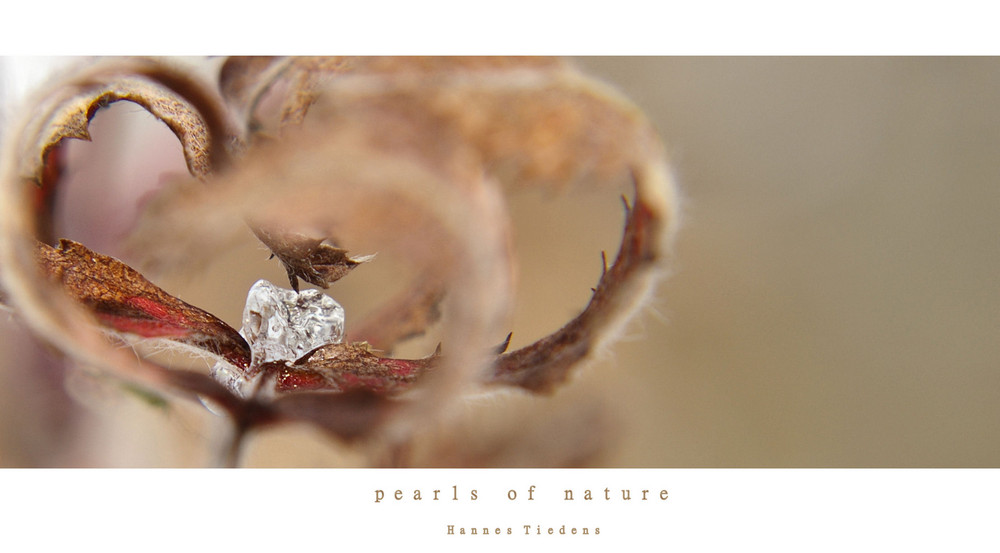 "pearls of nature"