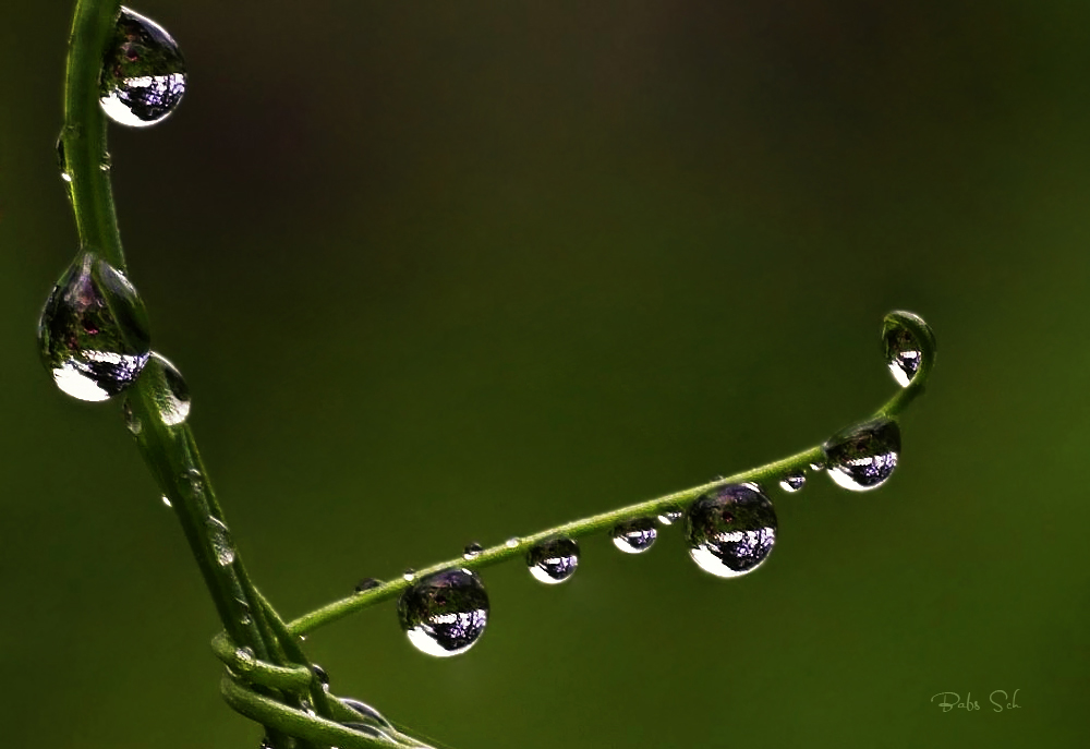 Pearls of nature...