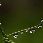 Pearls of nature...