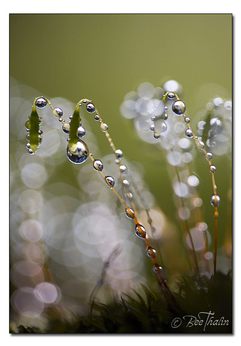 Pearls of Nature