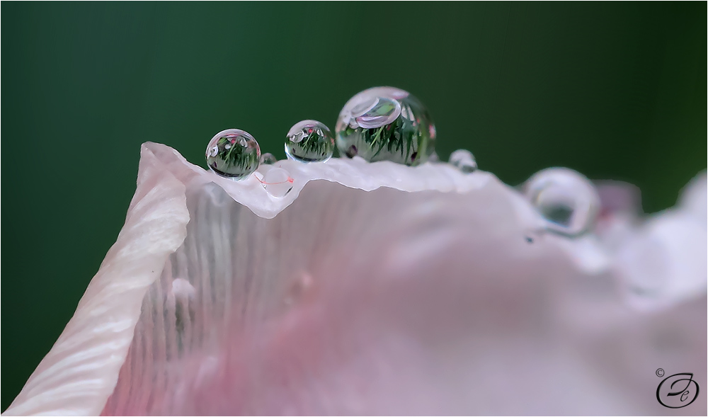 pearls on petal