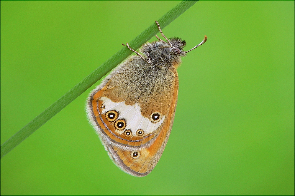 Pearly Heath