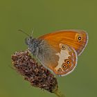 Pearly heath - Weißbindige Wiesenvögel - Coenonympha arcania