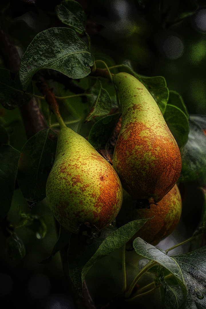 PEARS