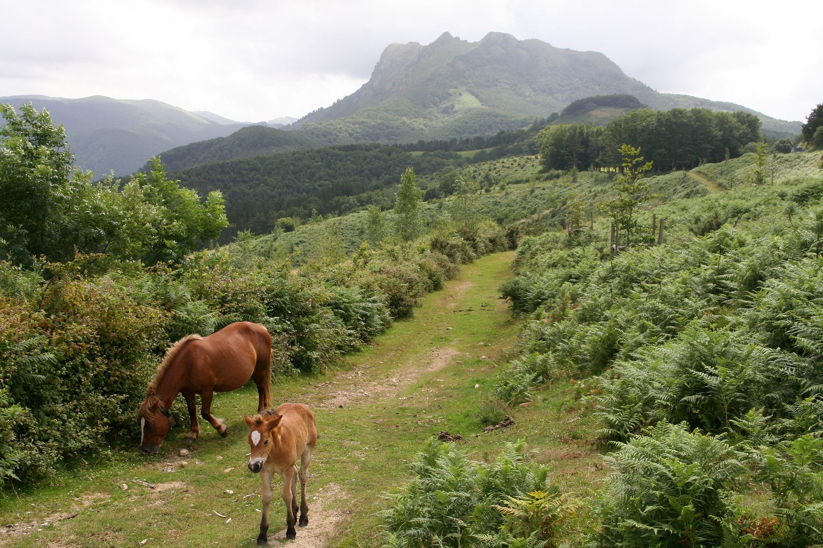 Peñas de Aia (Guipúzcoa/Gipuzkoa)