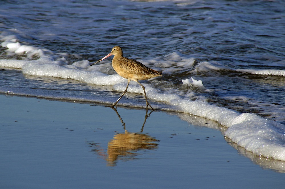 peaton del mar