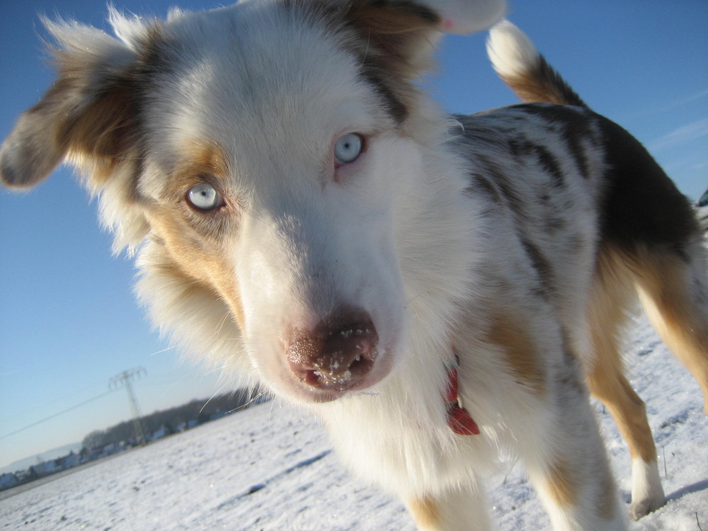 Pebbles im Schnee